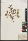 Foto von Salix reticulata L.
